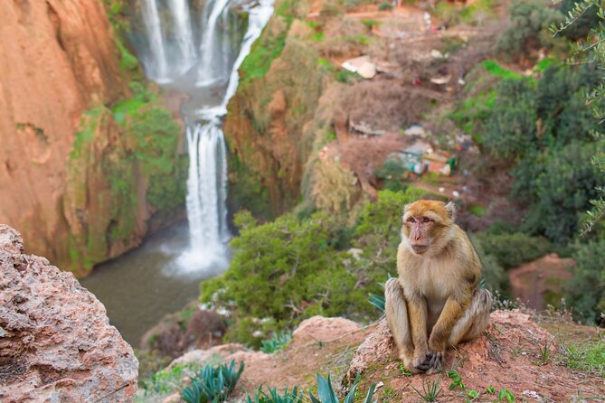 From Marrakech: Ouzoud Waterfalls ,Berber Viallage & Guided Tour - Inclusions and Pickup Details