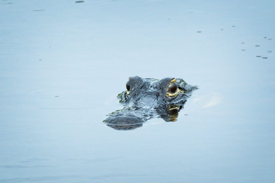 From Naples: 10,000 Islands Boat Trip and Everglades Walk - Possibility of Wildlife Encounters