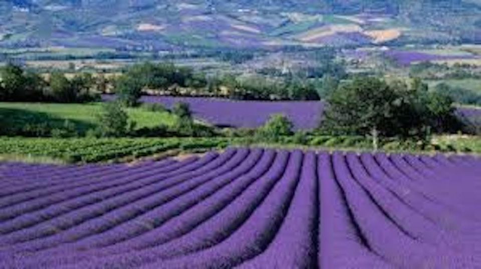 From Nice: Full-Day Provence and Lavender Tour - Highlights