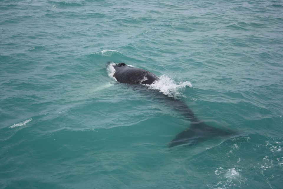 From Reykjavik: Whale Watching Tour - Highlights