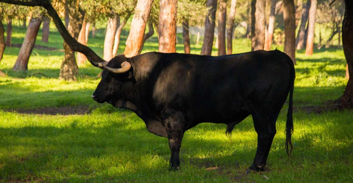 From Seville: Half-Day Bull Breeding Farm Tour - Highlights