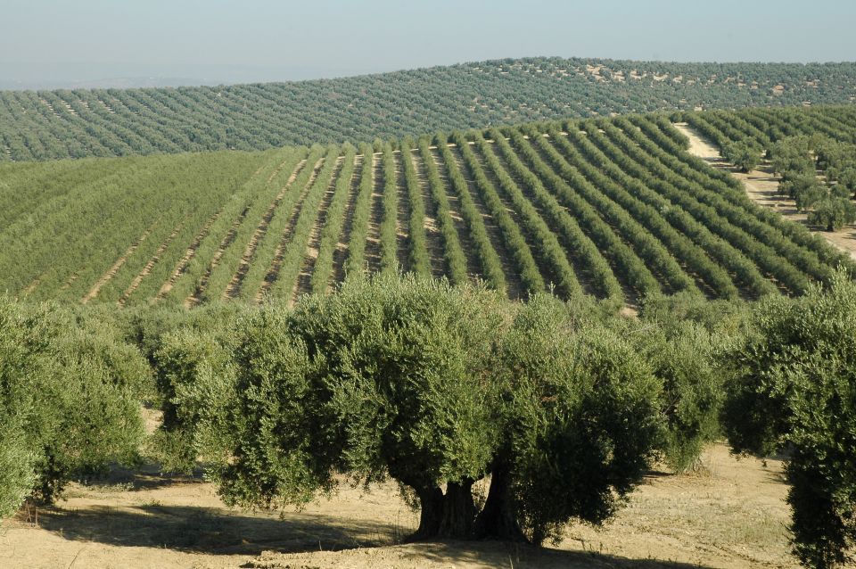 From Seville: Olive Oil Farm Tour - Tour Activities