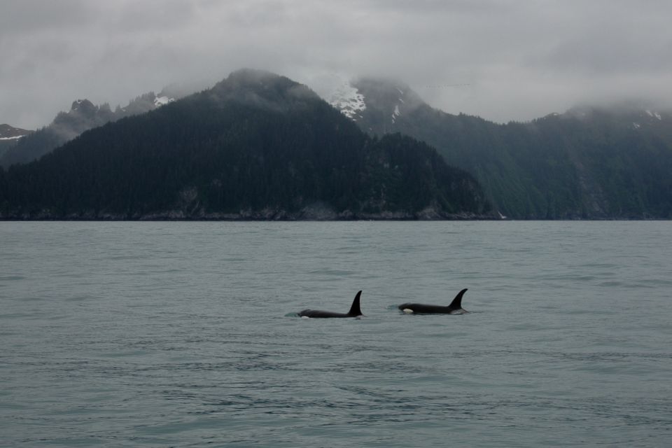 From Seward: Half-Day Resurrection Bay Wildlife Cruise Tour - Wildlife Highlights