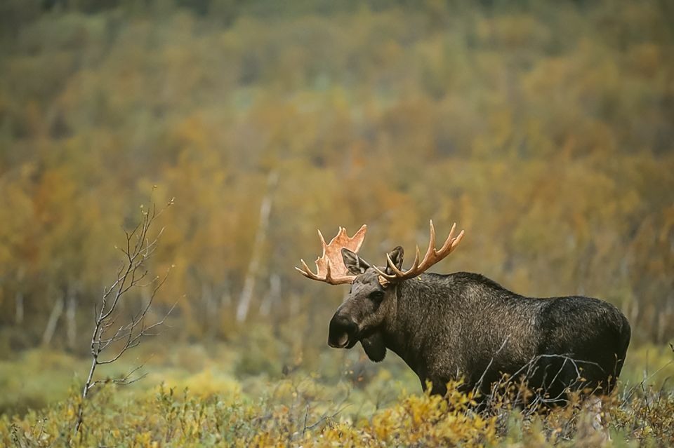 From Stockholm: Wildlife Safari With Campfire Dinner - Highlights of the Experience