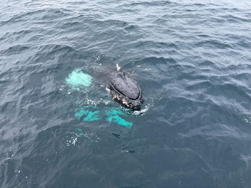 From Tromsø: All-Inclusive Whale and Sea Bird Boat Cruise - Cruise Details