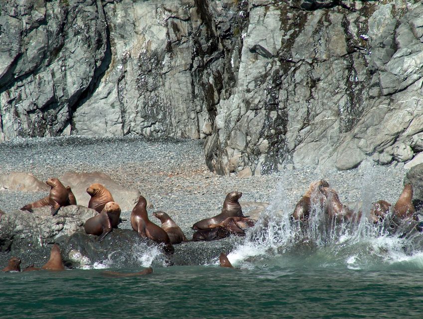 From Valdez: 7.5-hour Meares Glacier & Wildlife Cruise - Highlights of the Experience