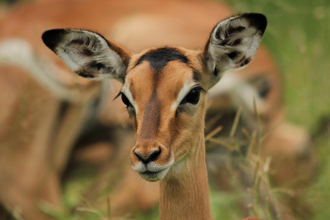 Full Day Safari in the Kruger National Park From Hazyview - Tour Inclusions