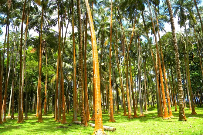 Full Day Tour of Reunion Island With Breakfast - Pickup and Dropoff