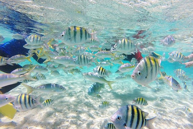 Full-Day Tour to Punta Rucia and Cayo Arena With Snorkeling - Inclusions of the Tour