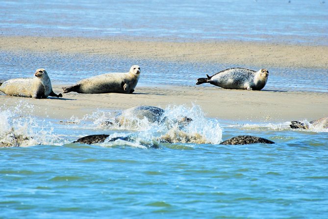 Full Day Tour to Texel - Friesian Islands - From Amsterdam - Included in the Tour