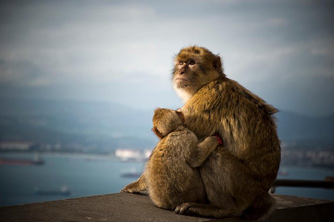 Gibraltar Rock Tour From Seville - The Rock of Gibraltar