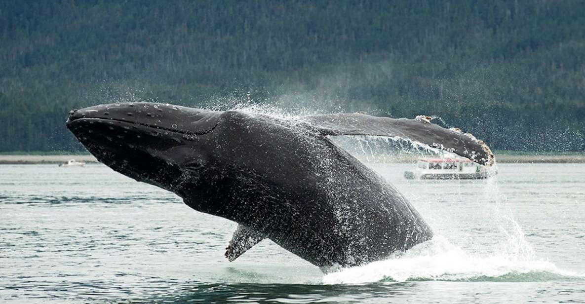 Glacier Bay: Glacier and Wildlife Catamaran Tour - Highlights of the Tour