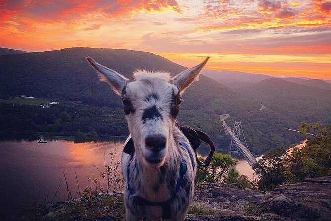 Goat Hiking, Beaver Dam Visit and Picnic in Quebec Forest - Meeting Point and Pickup