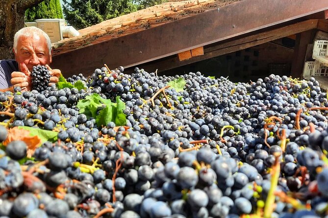 Greve in Chianti Wine Tasting and Winery Tour - Family-Owned Winery History