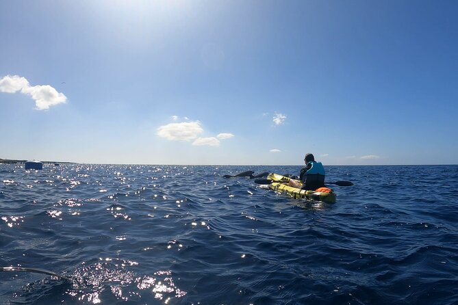 Guided Kayak Tour From Los Cristianos Beach Tenerife - Activity Details