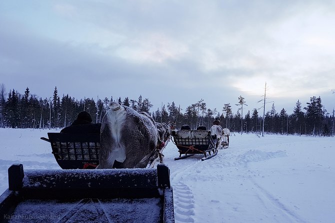 Guided Reindeer Farm Visit and One Hour Sledge Safari - Activities Offered