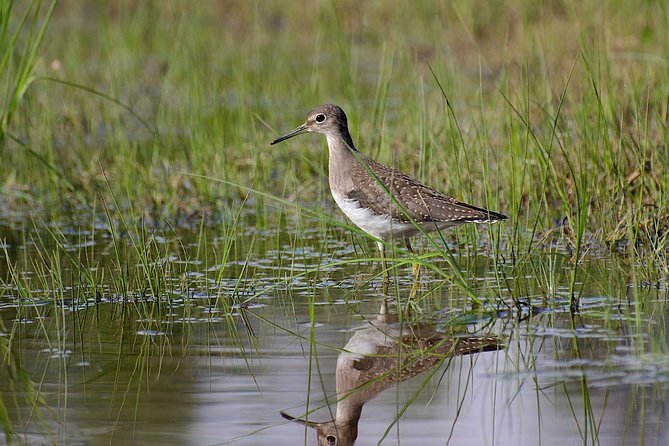 Half Day Birdwatching in the South Okanagan - Unique Bird Species