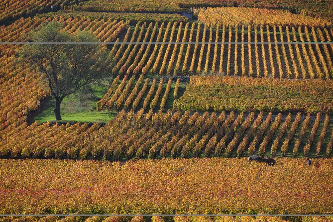 Half Day Tour of the Cote De Nuits Vineyards From Dijon - Exploring Medieval Wonders