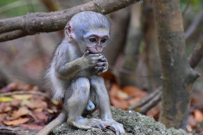 Half Day Tour: St Nicholas Abbey and The Barbados Wildlife Reserve - Visiting St. Nicholas Abbey