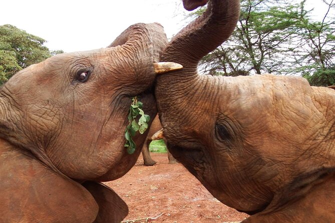 Half Day Tour to Elephant Orphanage & Giraffe Centre Nairobi - Included in the Tour