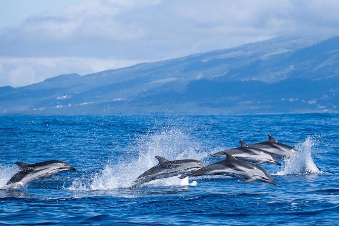 Half-Day Whale and Dolphin Watching Tour in Ponta Delgada - Meeting and Pickup