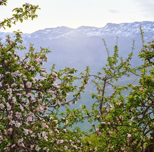 Hardangerfjord Sightseeing Cruise - Cruise Duration