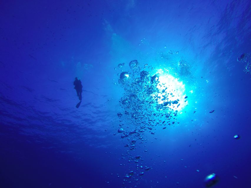 Hilo: 1-Tank Certified Beach Dive at Sea Turtle Cove - Exploring the East Hawaii Coast