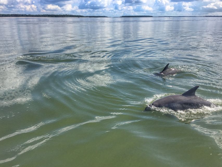 Hilton Head Island: 2-Hour Guided Creek Cat Tour - Exploring Hilton Head Islands Waterways