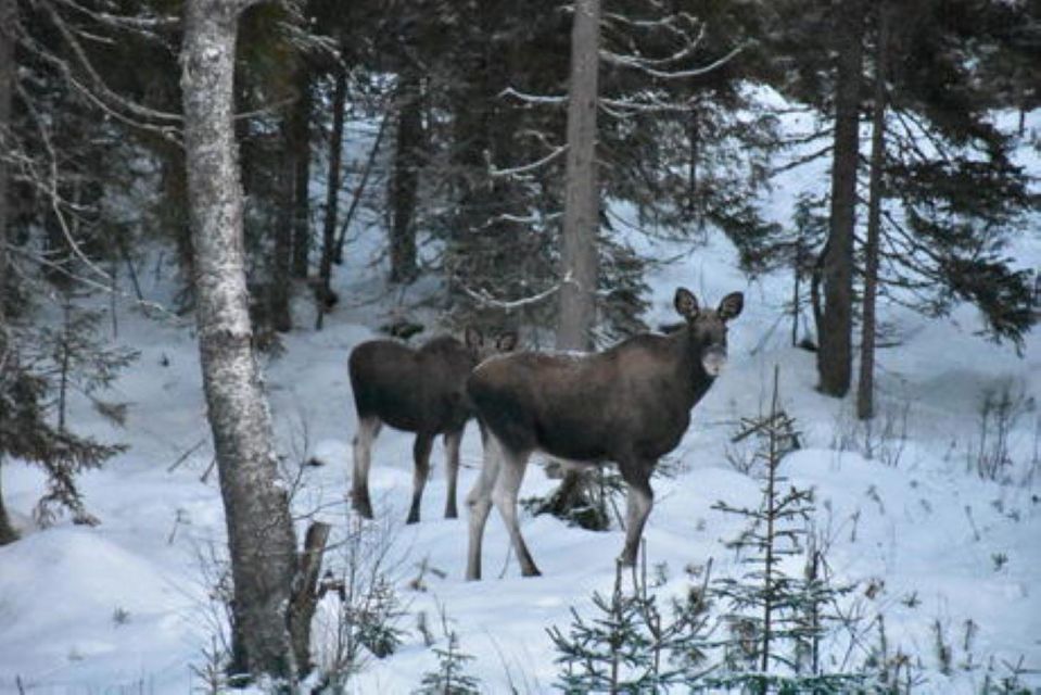 Hønefoss: 2-Day Moose Safari in Oslo's Wilderness - Itinerary Highlights