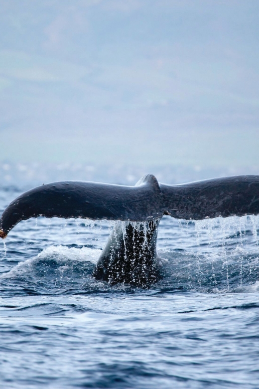 Honokohau: Kona Whale Watching Catamaran Cruise - Booking Information