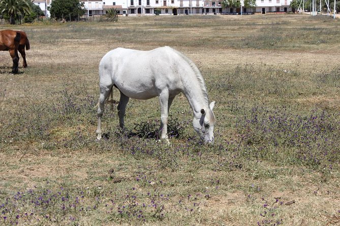 Horseback Riding Experience in Aljarafe, Doñana Park From Seville - Meeting Point and Transportation