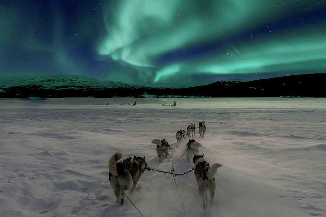 Hunting Northern Lights With Husky - Husky Sleigh Ride Experience