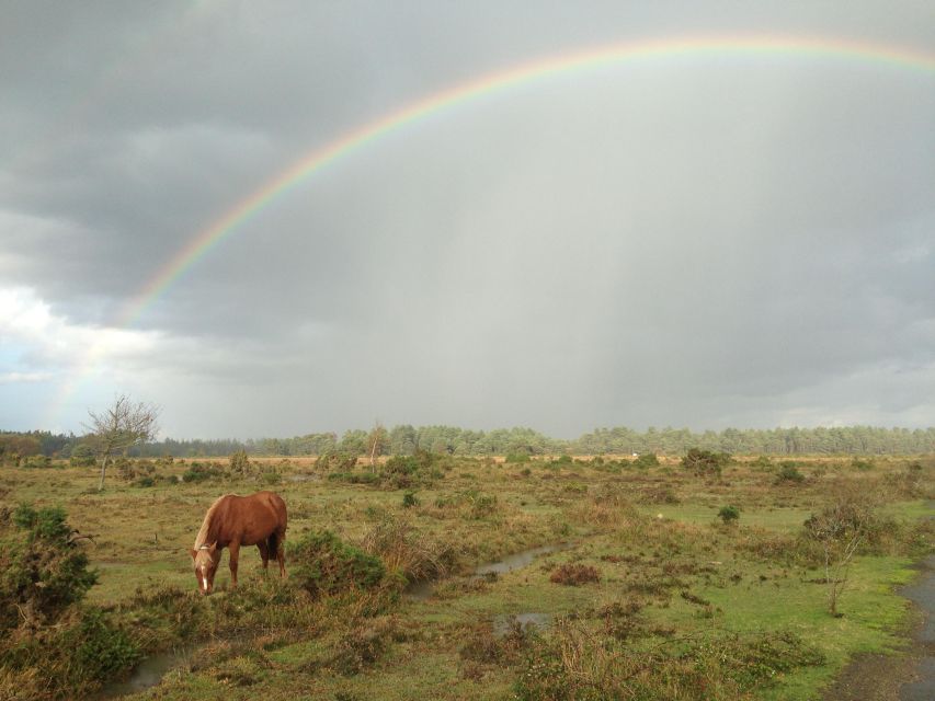 Introduction to the New Forest (Wilverley) - Free-Roaming Wildlife and Livestock