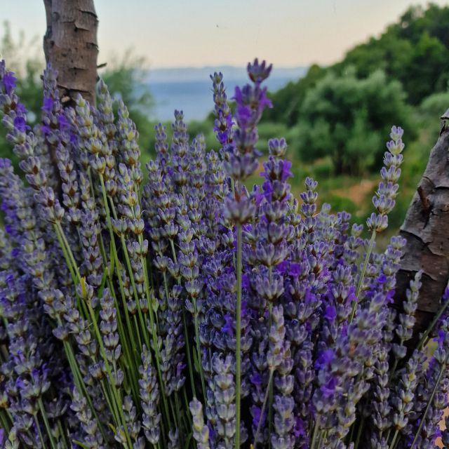 Island Hvar: Olive Grove Sunset Dinner in a Bay - Duration and Accessibility