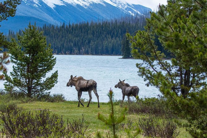 Jasper Wildlife and Waterfalls Tour With Maligne Lake Hike - Tour Highlights and Inclusions