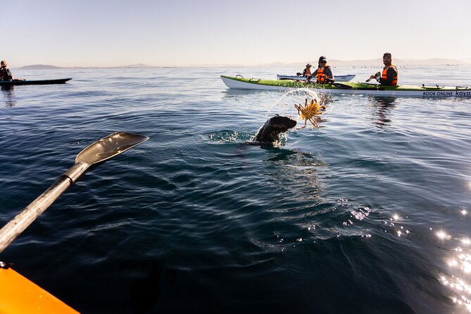 Kayak Adventure in Cape Town, Table Mountain National Reserve - Cancellation and Refund Policy