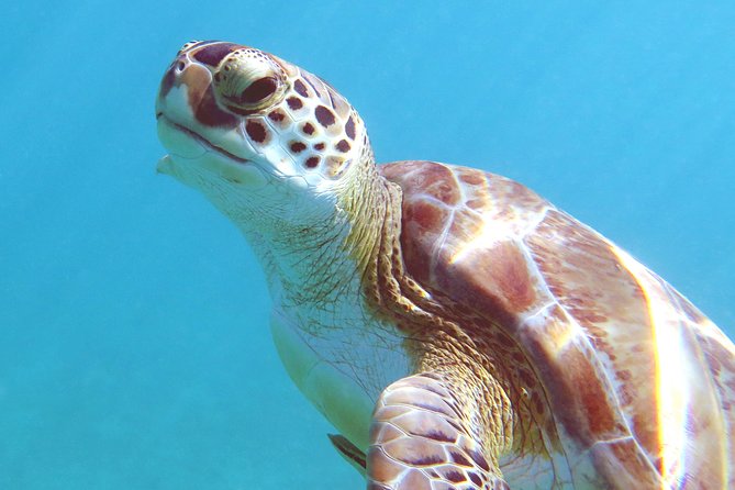 Kayak and Sea Turtle Snorkel With Beach Break - Booking Requirements