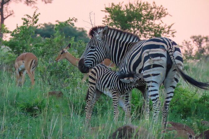 Kruger National Park - Private Full Day Safari Trip. - Cancellation Policy