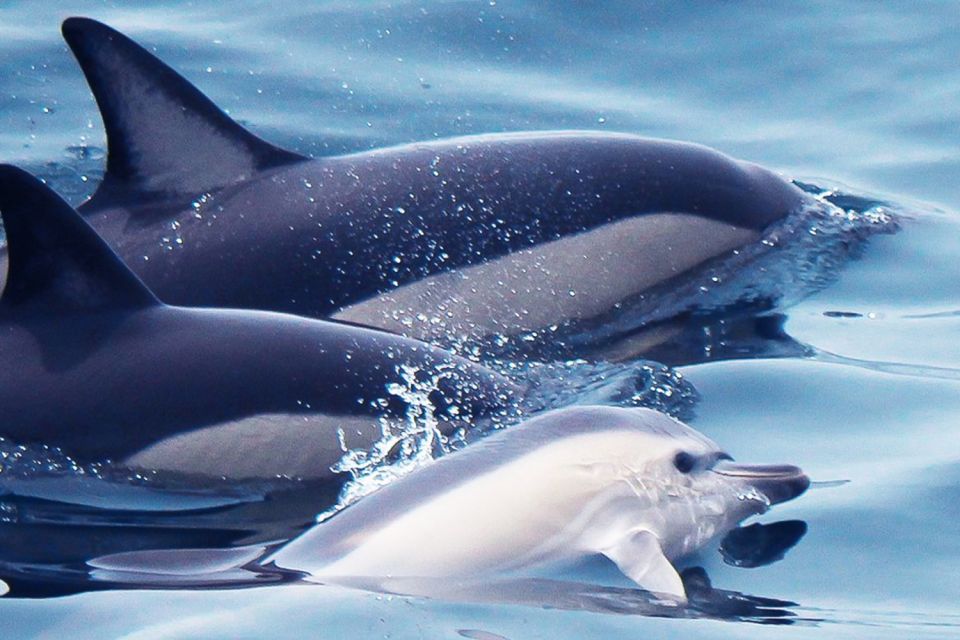 Lagos: Dolphin Watching With Professional Marine Biologists - Pricing and Booking