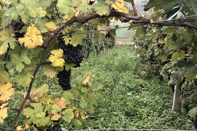 Lake Como & UNESCO Dry-stone Walls Vineyards - Panoramic Views of Lake Como