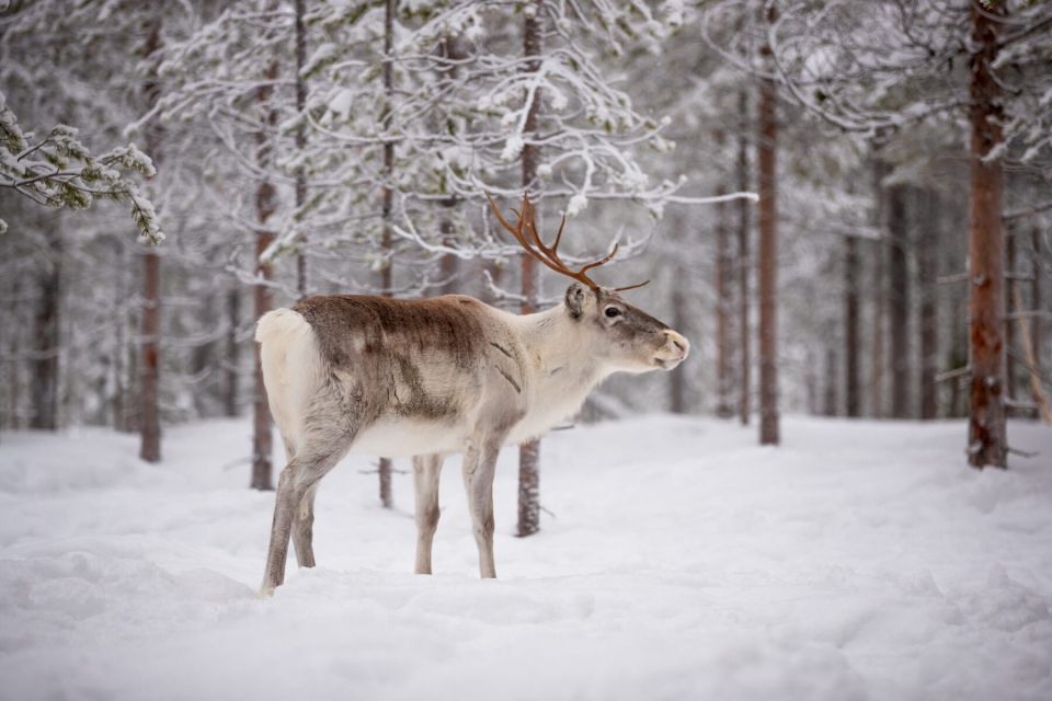 Levi: Traditional Reindeer Husbandry Experience - Highlights