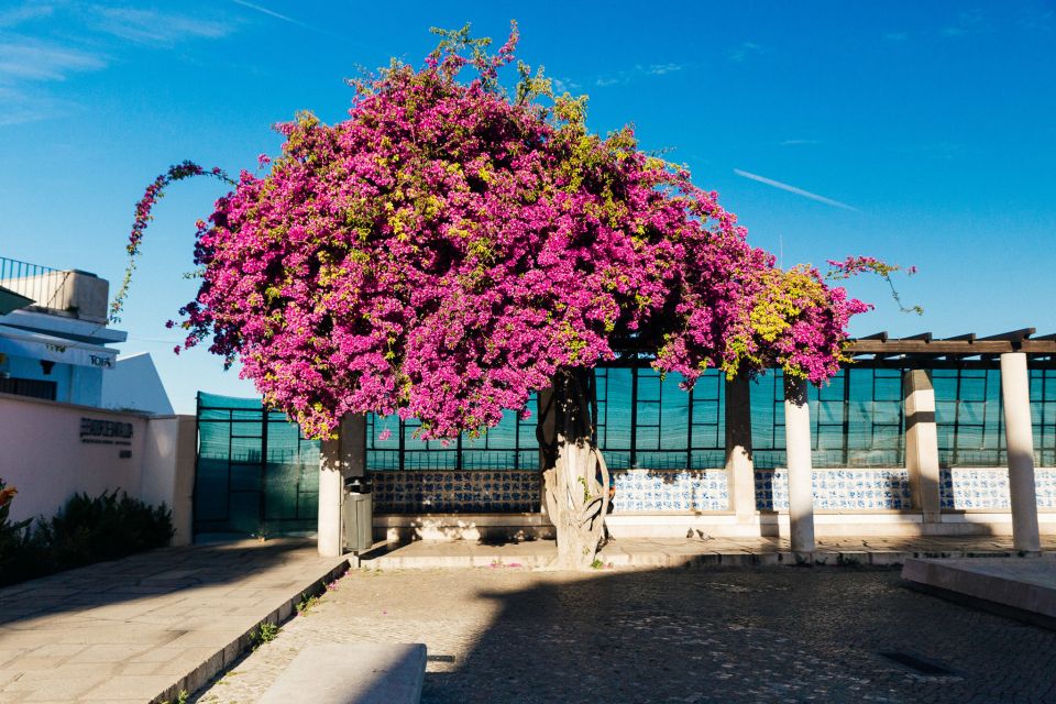 Lisbon: Private Evening Tour With Drinks & Bites in Alfama - Vibrant Hotspots for Locals