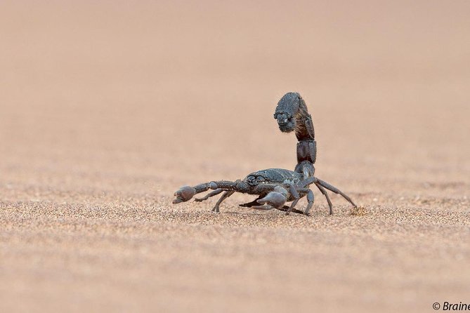 Living Desert Eco Dune Tour - Spotting Wildlife in the Dunes