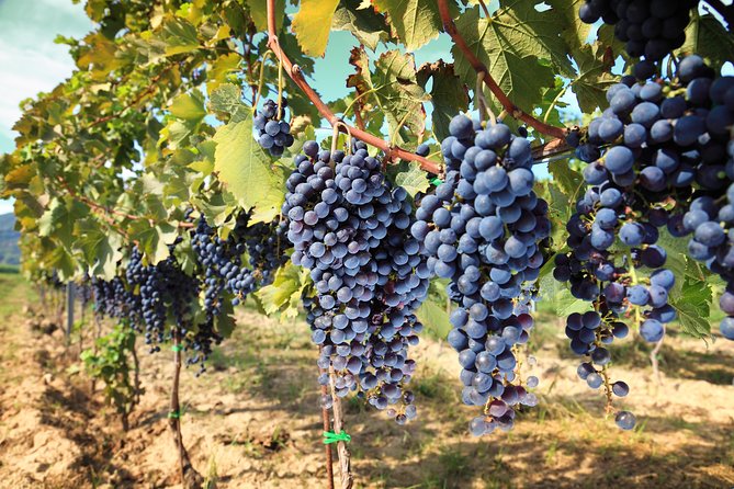 Livorno Shore Excursion: Chianti and Tuscany Countryside Private Wine Tour - Wine Tasting Experience