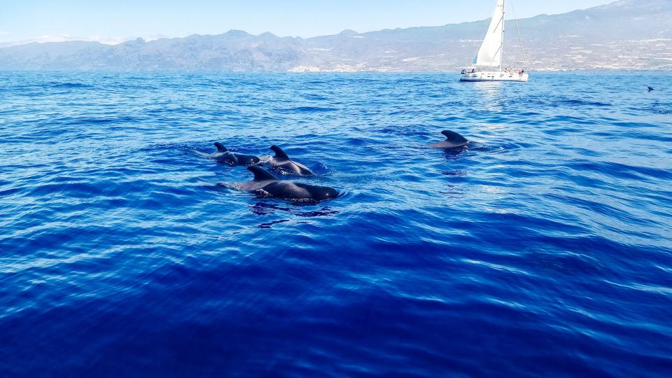 Los Gigantes: Whales and Dolphin Watching Cruise With Lunch - Whale and Dolphin Sightings