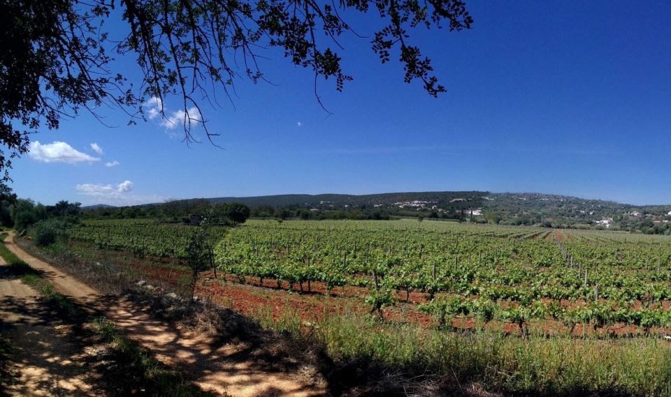 Loulé: Quinta Da Tôr Winery Guided Tour and Wine Tasting - Itinerary Details