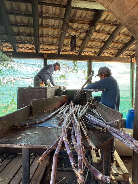 Madeira Sugar Cane Rum Tasting Experience - Highlights of the Experience