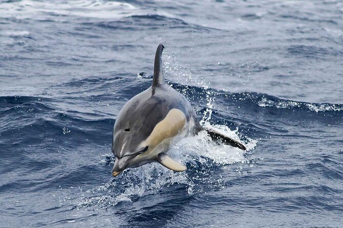 Magic Dolphin Sea Safaris - Sightings