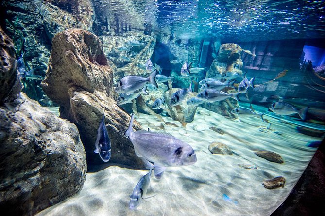 Malta National Aquarium Entrance Ticket - Exhibits and Tunnel