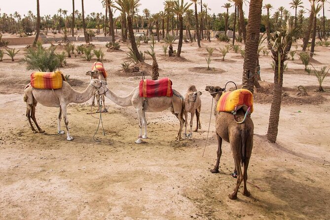 Marrakech: Camel Ride in the Palm Grove - Inclusions